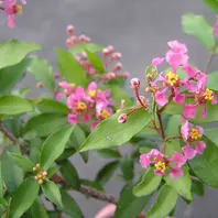 ミニ盆栽・姫アセロラ〔写真3枚目〕-たっちゃんさんの日記｜みんなの