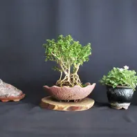 挿木苗『ハクチョウゲ』を根上がり寄せ植え盆栽に〔写真2枚目〕-meika