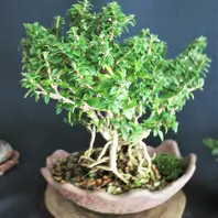 挿木苗『ハクチョウゲ』を根上がり寄せ植え盆栽に〔写真2枚目〕-meika