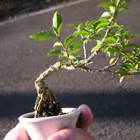 ミニ盆栽・姫アセロラ〔写真3枚目〕-たっちゃんさんの日記｜みんなの