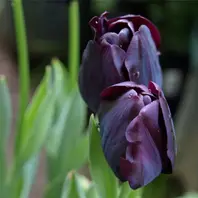 黒いチューリップ〔写真2枚目〕-らりこさんの日記｜みんなの趣味の園芸