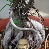 焼けたけど、石抱きガジュマル part.3〔写真2枚目〕-ジャカランダさん