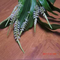 デンドロキラムの育て方・栽培方法｜植物図鑑｜みんなの趣味の園芸