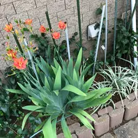 aya ヒオウギ（日扇） aya ヒオウギ（日扇） aya様専用 ヒオウギ（日扇）