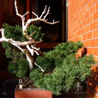 ビャクシンの仲間とは｜育て方がわかる植物図鑑｜みんなの趣味の園芸