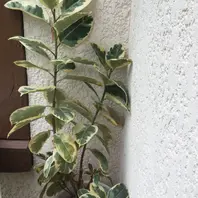インドゴムノキ（フィカス・エラスティカ）の育て方・栽培方法｜植物