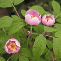 ヤマシャクヤクのそだレポ（栽培レポート）｜植物図鑑｜みんなの