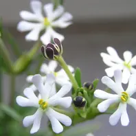 ザルジアンスキアとは｜育て方がわかる植物図鑑｜みんなの趣味の園芸