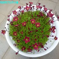 雲間草のそだレポ(栽培レポート)|植物図鑑|みんなの趣味の園芸 雲間草のそだレポ(栽培レポート)|植物図鑑|みんなの趣味の園芸