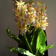 エビネ（春咲き）とは｜育て方がわかる植物図鑑｜みんなの趣味の