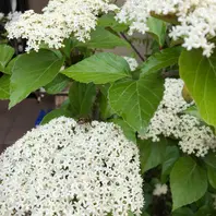 ハクサンボクの種類（原種、品種）｜植物図鑑｜みんなの趣味の園芸