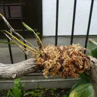 セッコクとは｜育て方がわかる植物図鑑｜みんなの趣味の園芸