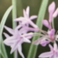 ツルバギアの育て方・栽培方法｜植物図鑑｜みんなの趣味の園芸（NHK出版）