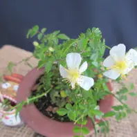 屋久島ノイバラ』「バラ 「一鉢一花のミニ盆栽」」-そだレポ｜みんなの