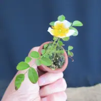 一鉢一花のミニ盆栽『屋久島ノイバラ』咲く「バラ 「一鉢一花のミニ