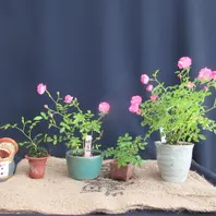 屋久島ノイバラ』「バラ 「一鉢一花のミニ盆栽」」-そだレポ｜みんなの