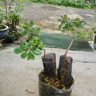 根上りさつきの作り方】01「サツキ盆栽づくり」-そだレポ｜みんなの