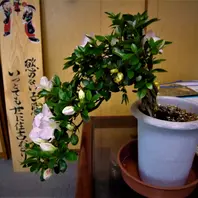 名前が分かりません 連木の皐月 さつき鉢植え なかなか渋い一鉢 いかが