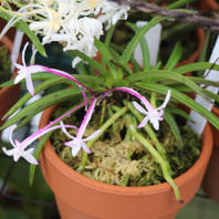 紫色も開花「風蘭を育ててみる」-そだレポ｜みんなの趣味の園芸