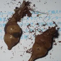 チョロギとは|育て方がわかる植物図鑑|みんなの趣味の園芸 チョロギとは|育て方がわかる植物図鑑|みんなの趣味の園芸