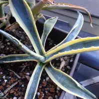 小さいままの竜舌蘭「アガベ リュウゼツラン」-そだレポ｜みんなの趣味