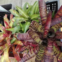 ネオレゲリアの種類(原種、品種)|植物図鑑|みんなの趣味の ネオレゲリアの種類(原種、品種)|植物図鑑|みんなの趣味の