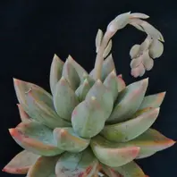 パキフィツム星美人の基本情報・育て方｜多肉植物・サボテン図鑑