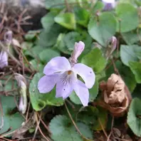 タチツボスミレの種類（原種、品種）｜植物図鑑｜みんなの趣味の園芸