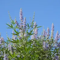 セイヨウニンジンボクとは｜育て方がわかる植物図鑑｜みんなの趣味の