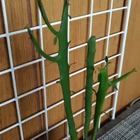 ユーフォルビア群星冠の基本情報・育て方｜多肉植物・サボテン