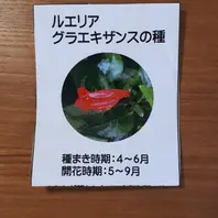 ルエリア　ruellia デモテープ ルエリア ruellia デモテープ