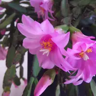 イースターカクタスの種類（原種、品種）｜植物図鑑｜みんなの趣味の