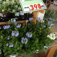 新しい苗「魅惑のブルー。ルリマツリ」-そだレポ｜みんなの趣味の園芸