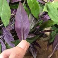 大きくなりすぎた　金時草　B 金時草とは｜育て方がわかる植物図鑑｜みんなの趣味の園芸（NHK出版）