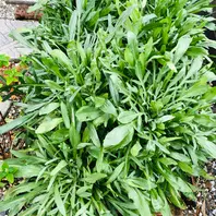 や行の植物｜植物図鑑｜ガーデンエクステリア｜LIXIL 新日軽