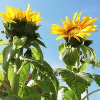 二人そろって「ミニ咲ひまわり🌻種から水耕栽培」-そだレポ｜みんなの