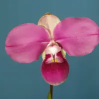 フラグミペディウムの種類（原種、品種）｜植物図鑑｜みんなの趣味の