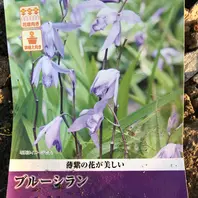 シランの種類（原種、品種）｜植物図鑑｜みんなの趣味の園芸（NHK出版）