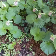全ての蕾が開花しました「オヤジから受け継いだ庭植えの