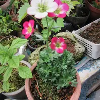 雲間草のそだレポ(栽培レポート)|植物図鑑|みんなの趣味の園芸 雲間草のそだレポ(栽培レポート)|植物図鑑|みんなの趣味の園芸