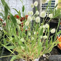 ラグラスとは｜育て方がわかる植物図鑑｜みんなの趣味の園芸