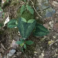 カンアオイとは｜育て方がわかる植物図鑑｜みんなの趣味の園芸