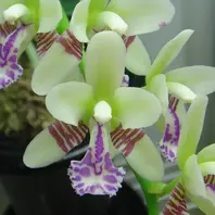 【 名護蘭 】団扇　開花中　216 ナゴランとは｜育て方がわかる植物図鑑｜みんなの趣味の園芸