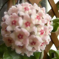 ホヤ（サクララン）のそだレポ（栽培レポート）〔3ページ目〕｜植物