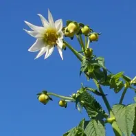 皇帝ダリアのそだレポ（栽培レポート）｜植物図鑑｜みんなの趣味