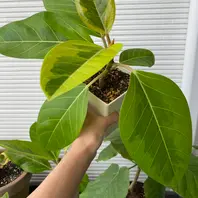 フィカス・アルティシマのそだレポ（栽培レポート）｜植物図鑑