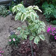 ハナミズキページ PW3266 プロジェクト耐水用紙 撥水紙 オキナ 坪量81.4g/m<sup>2</sup