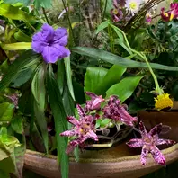 ルエリアの種類（原種、品種）｜植物図鑑｜みんなの趣味の園芸