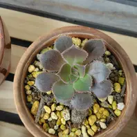 アエオニウムの育て方・栽培方法｜植物図鑑｜みんなの趣味の園芸（NHK