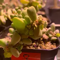 ケラリア・ピグマエアの基本情報・育て方|多肉植物・サボテン ケラリア・ピグマエアの基本情報・育て方|多肉植物・サボテン